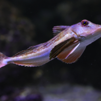 chelidonichthys_lucerna3md (Chelidonichthys lucerna)