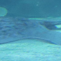 Dasyatis pastinaca (Pastenague commune)