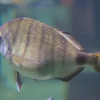 diplodus_sargus2md