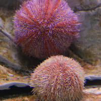 Echinus esculentus (Oursin globuleux)