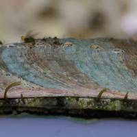 haliotis_tuberculata7md