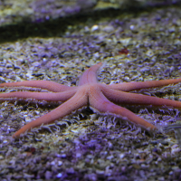 Luidia ciliaris (Étoile de mer à sept bras)