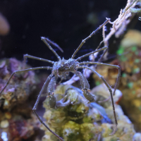 macropodia_rostrata6md