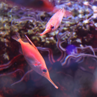 macroramphosus_scolopax4md