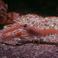 nephrops_norvegicus2md