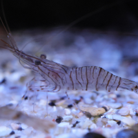 palaemon_serratus4md