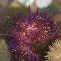 paracentrotus_lividus6md
