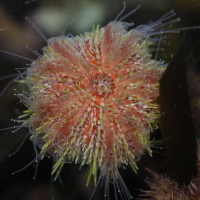 psammechinus_miliaris5md