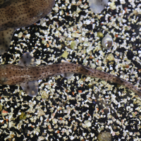 scyliorhinus_canicula4md (Scyliorhinus canicula)