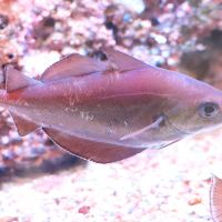 trisopterus_luscus4md