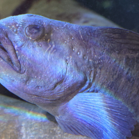 anarhichas_lupus3md