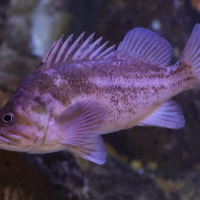 helicolenus_dactylopterus2md