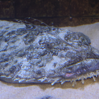 Lophius piscatorius (Baudroie commune, Lotte)