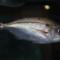 Pagellus bogaraveo (Dorade rose, Pageot rose)