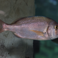 pagellus_bogaraveo2md