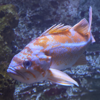 sebastes_caurinus2md