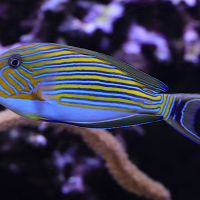 acanthurus_lineatus4md