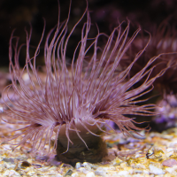 cerianthus_membranaceus4md (Cerianthus membranaceus)