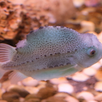 Cyclopterus lumpus (Lompe, Cycloptère)