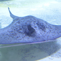 dasyatis_pastinaca2md
