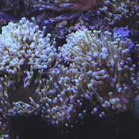 Entacmaea quadricolor (Anémone-bulle, Anémone à bouts renflés)