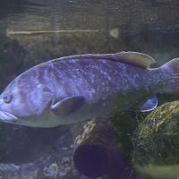 epinephelus_marginatus4md