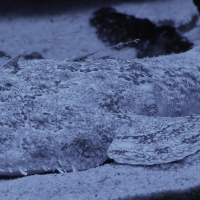 lophius_piscatorius2md