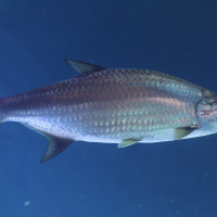 megalops_atlanticus4md