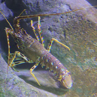 palinurus_elephas4md