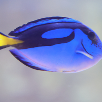 paracanthurus_hepatus3md