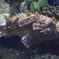 scorpaena_scrofa3md (Scorpaena scrofa)