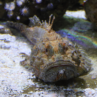 scorpaena_scrofa4md (Scorpaena scrofa)