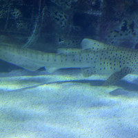 Stegostoma fasciatum (Requin tigre, Requin zèbre)