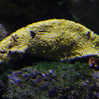 cliona_celatamd (Cliona celata)