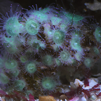 corynactis_viridis3bd