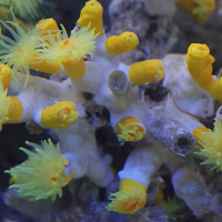 Dendrophyllia cornigera (Corail arborescent jaune)