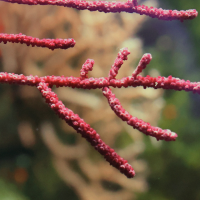 eunicella_verrucosa2md