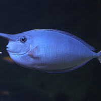 naso_brevirostris2md