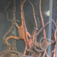 Ophiura ophiura (Ophiure commune, Ophiure rose)