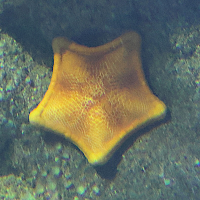 Peltaster placenta (Étoile biscuit)