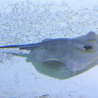 Pteroplatytrygon violacea (Pastenague violette)