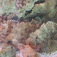 Scorpaena notata (Petite rascasse rouge)