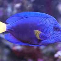 Zebrasoma xanthurum (Chirurgien à queue jaune)