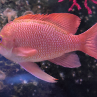 anthias_anthias3bd