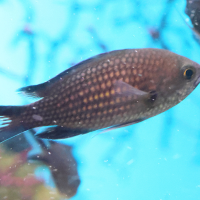 chromis_chromis2bd (Chromis chromis)