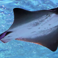 myliobatis_aquila3bd
