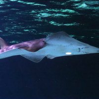 rhinobatos_ceniculus4bd