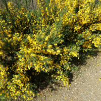 cytisus_scoparius1md