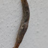 deroceras_reticulatum10md
