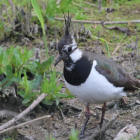vanneau_huppe_-_vanellus_vanellus4bd